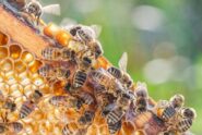 Projects That Contribute to Saving the Bees