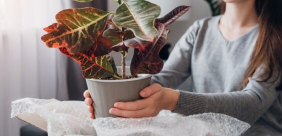 A woman holding a leafy potted plant over an open cardboard box filled with bubble wrap near a bright window.
