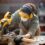 A close-up of a woman wearing a mask, safety glasses, gloves, and earmuffs while using a saw to cut wood in a workshop.