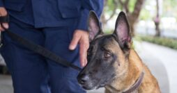 A brown and black German shepherd wearing a collar and leash standing beside a person dressed in a dark blue uniform.