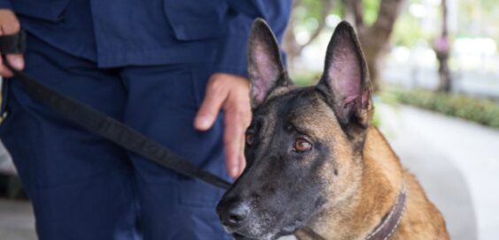 A brown and black German shepherd wearing a collar and leash standing beside a person dressed in a dark blue uniform.